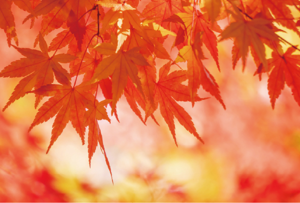 紅葉