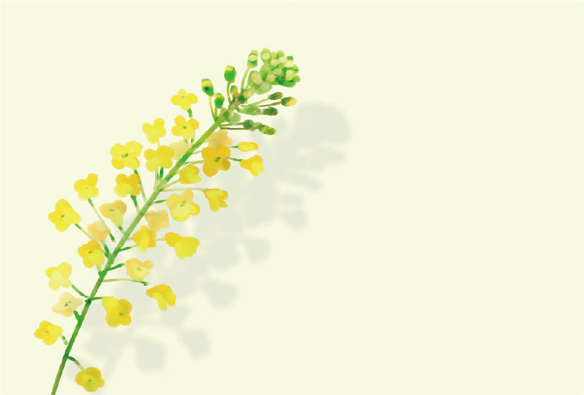 菜の花1本