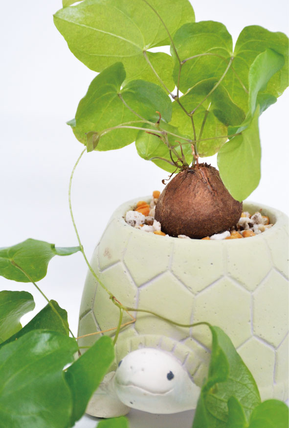 亀甲竜、亀とゆく