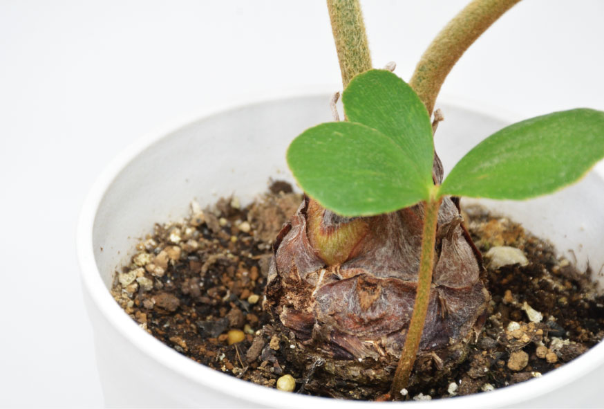 ザミアのこども