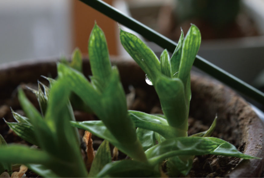 雨の多肉植物