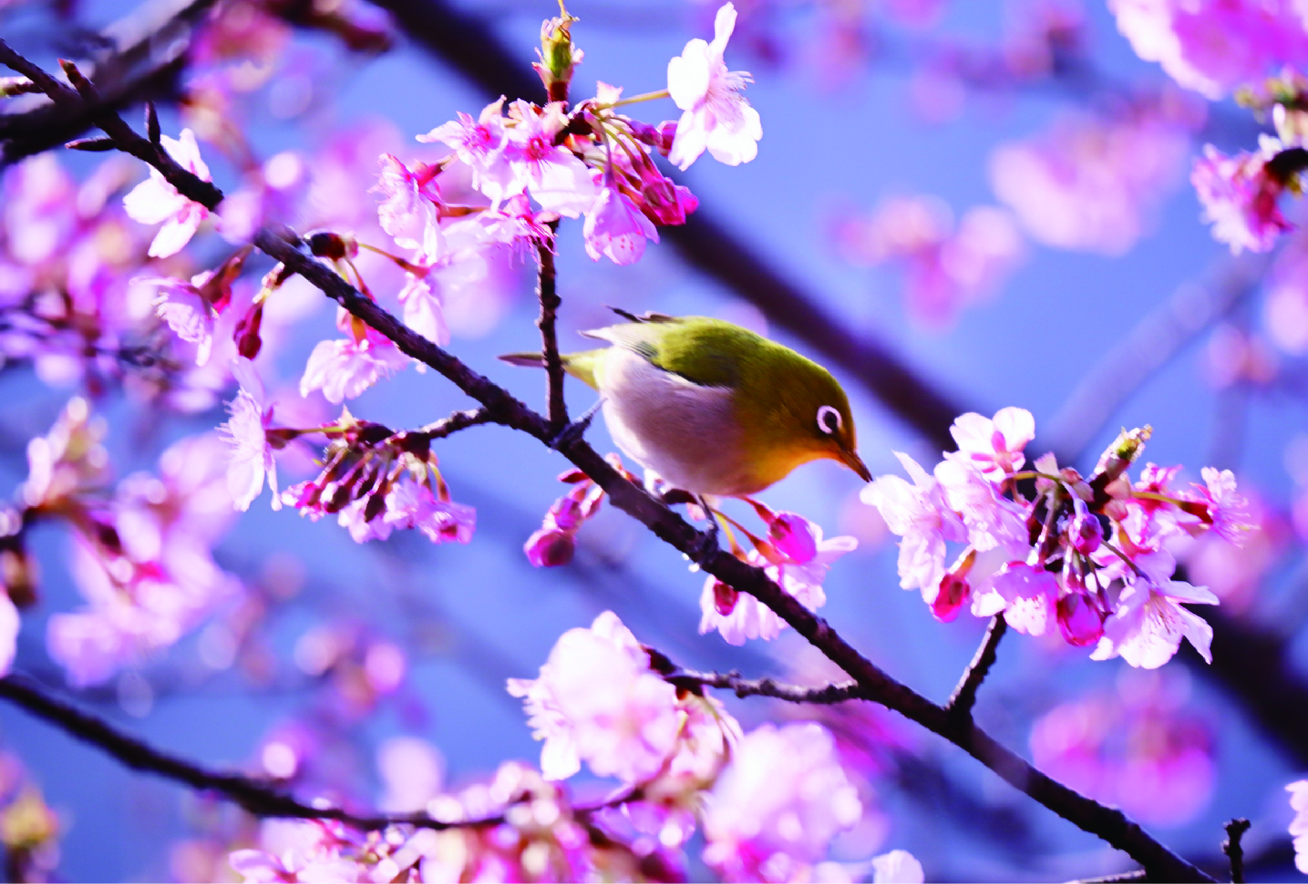 春の訪れと可愛いメジロ