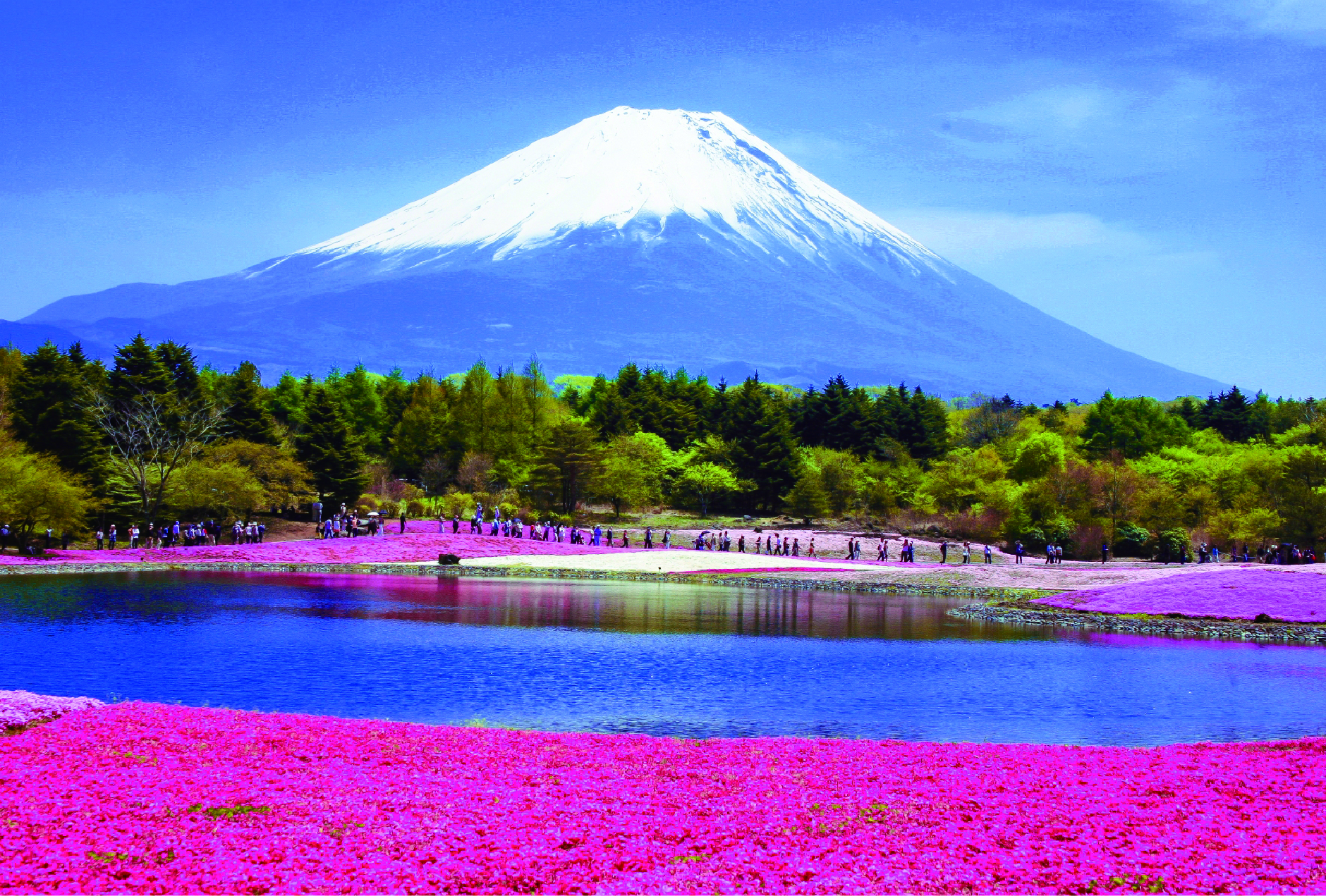 赤紫色の花絨毯と富士山