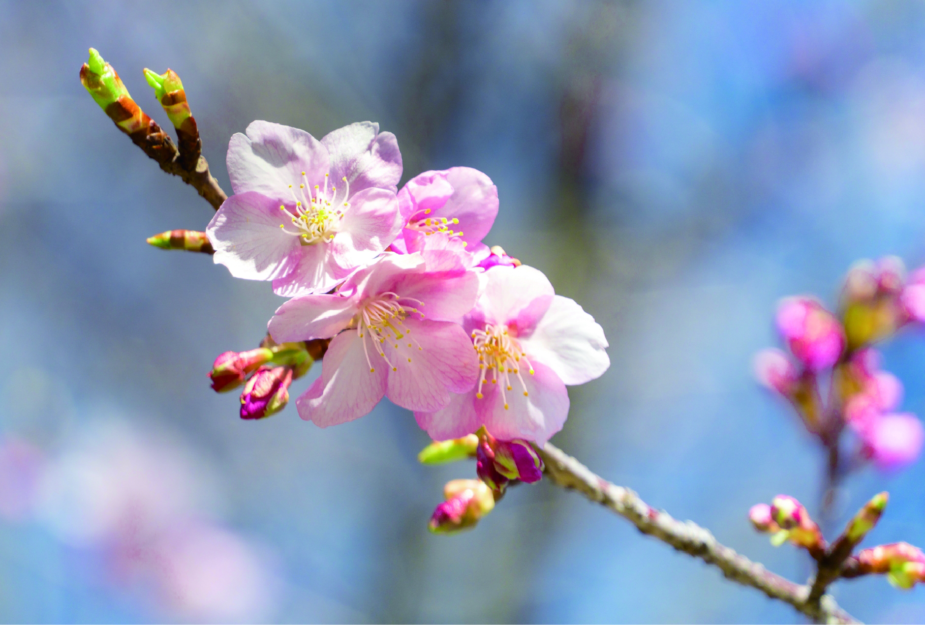 春を告げる河津桜