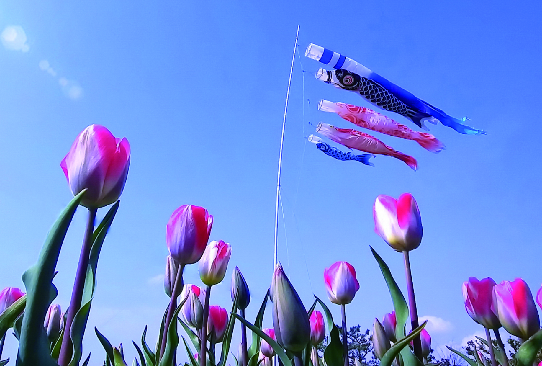チューリップと鯉のぼり