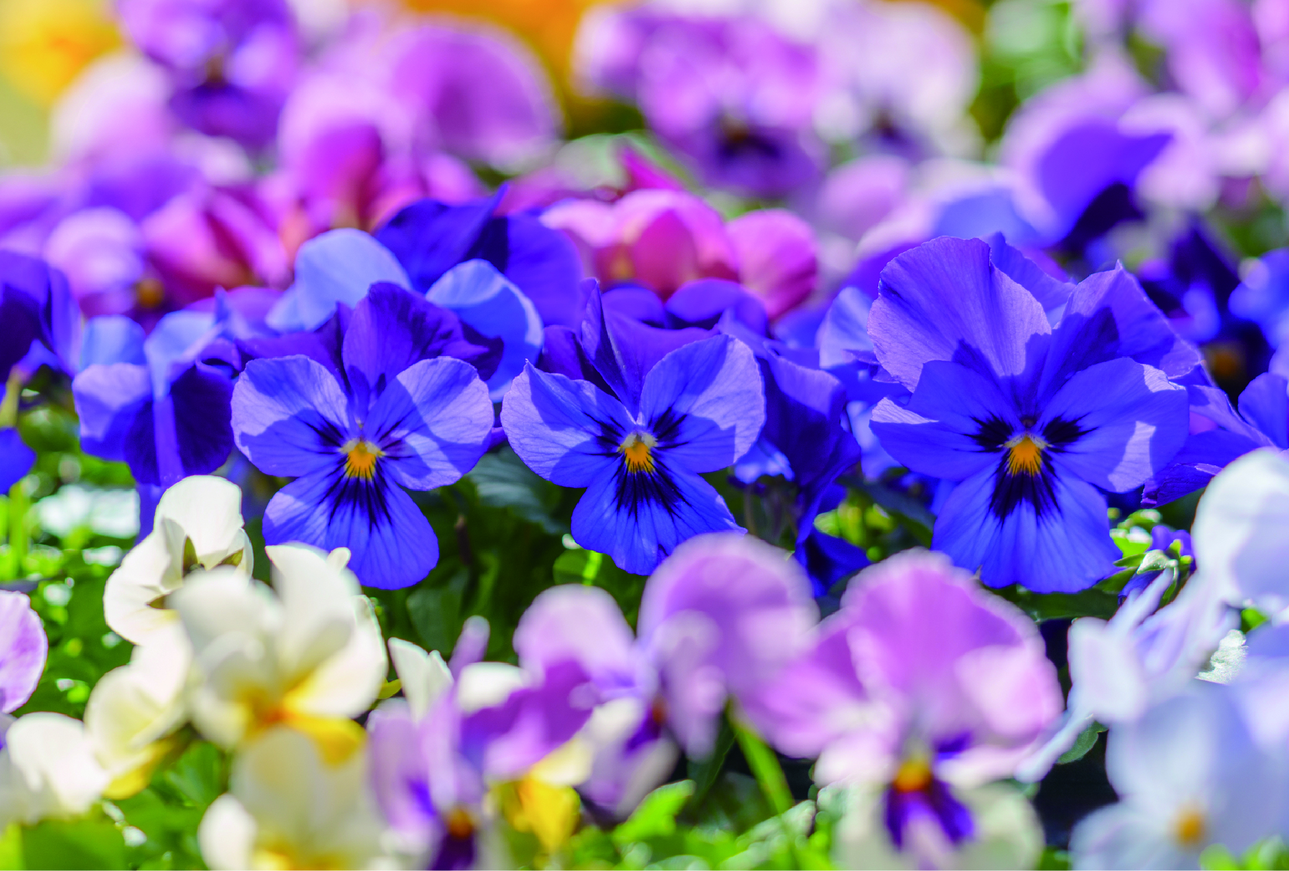 カラフルなパンジー