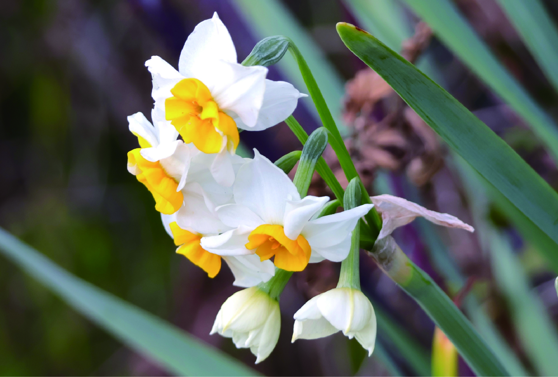 冬から春に咲くスイセン