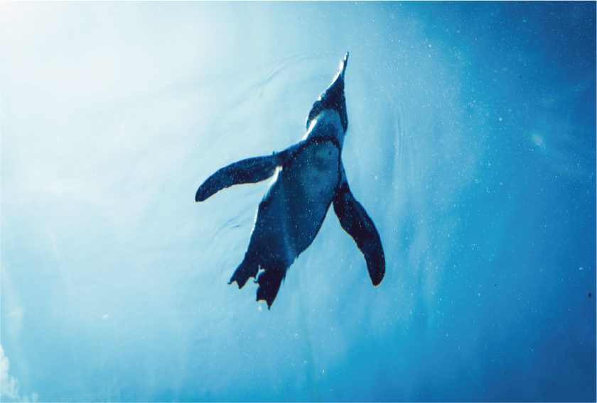 空飛ぶペンギン