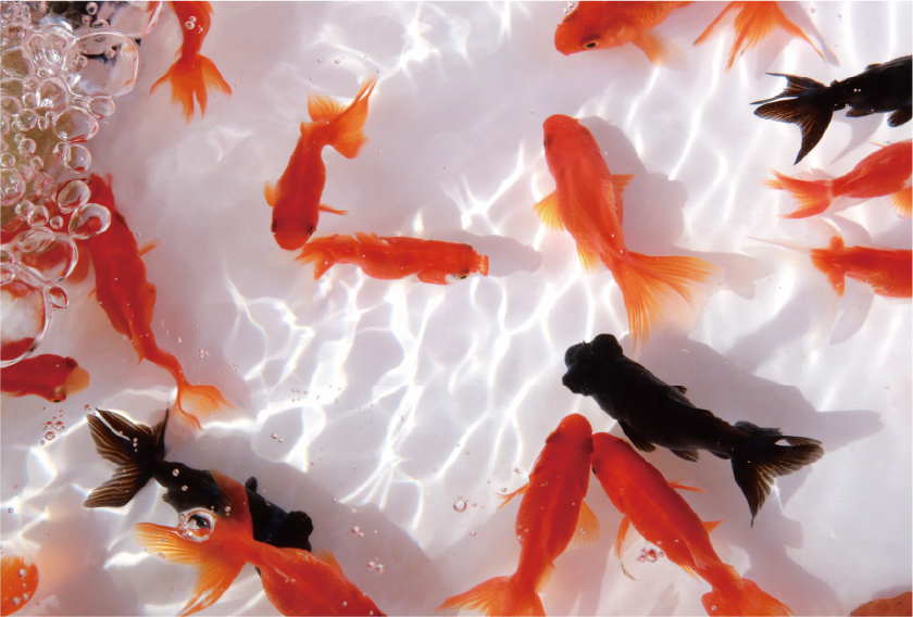 金魚