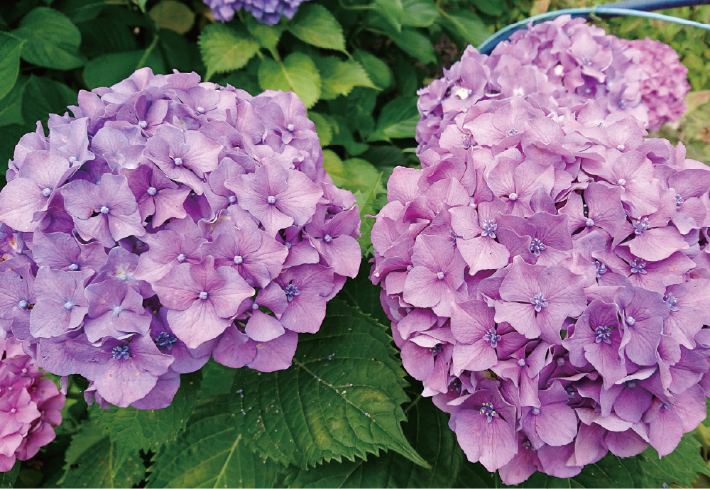 紫陽花01