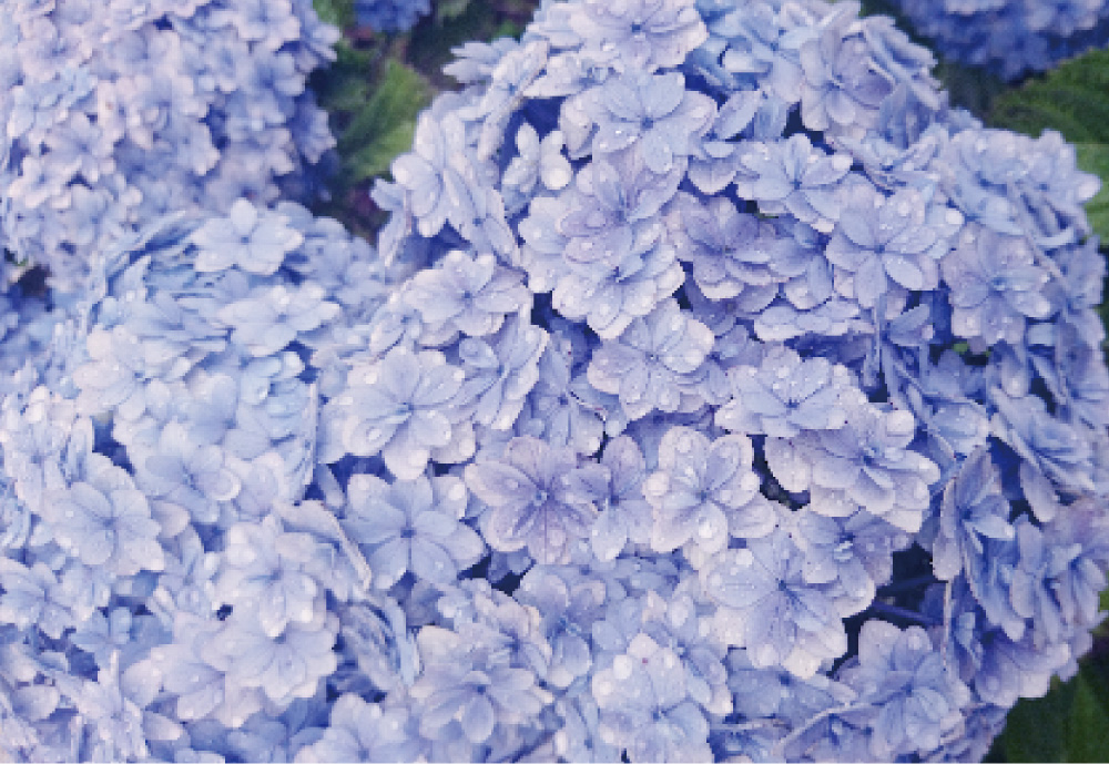 紫陽花02