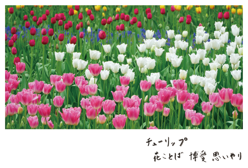 チューリップ