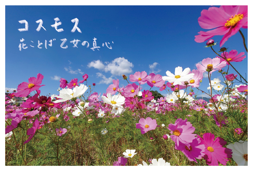 コスモス