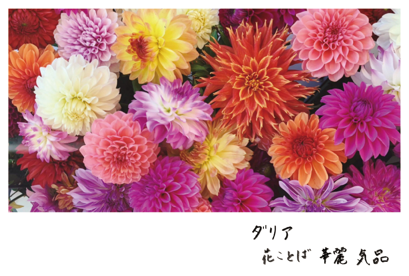 ダリア