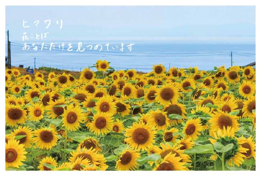 ひまわり