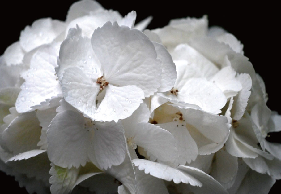 紫陽花-白-