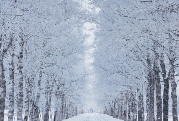 雪の並木道